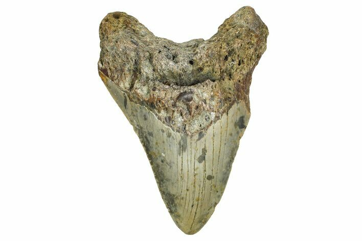 Bargain, Fossil Megalodon Tooth - North Carolina #371714